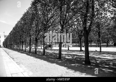 Tuilleries giardino alberato di vista che conduce al Museo del Louvre. Estate vista La Terrasse du Bord de l'Eau a Parigi in Francia in bianco e nero Foto Stock