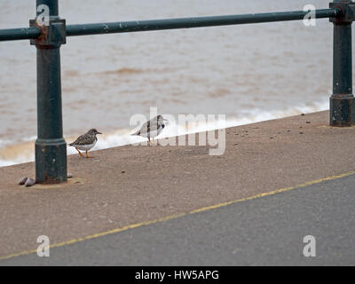 Arenaria interpres. Due uccelli sul lungomare. Foto Stock