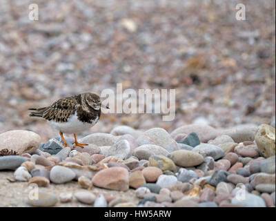 Arenaria interpres. Voltapietre in inverno piumaggio. Foto Stock