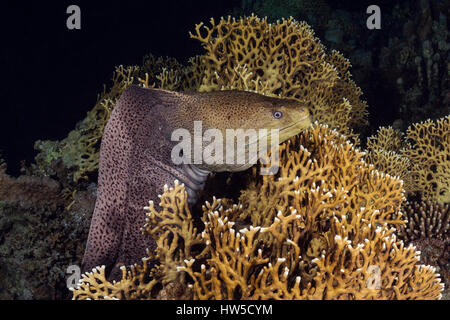 Murena Gigante, Gymnothorax javanicus, Marsa Alam, Mar Rosso, Egitto Foto Stock