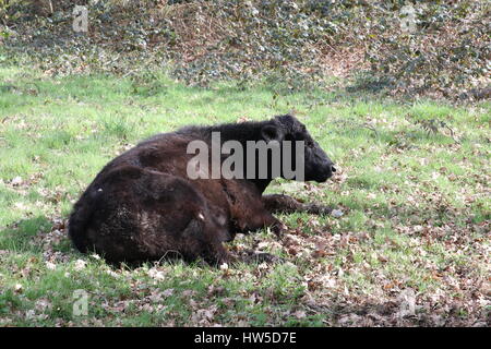 Una grande mucca nera che stabilisce in un campo di sun. Foto Stock