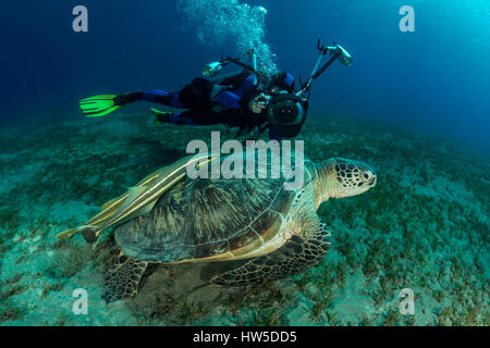 Tartaruga Verde e subacqueo, Chelonia Mydas, Marsa Alam, Mar Rosso, Egitto Foto Stock