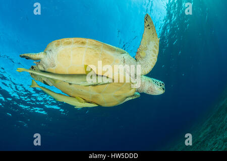 Tartaruga Verde, Chelonia Mydas, Marsa Alam, Mar Rosso, Egitto Foto Stock