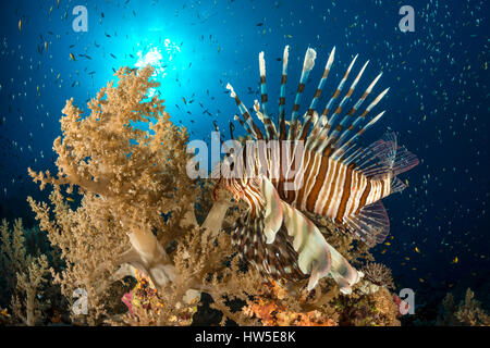 Leone Rosso, Pterois miles, Elphinstone Reef, Mar Rosso, Egitto Foto Stock