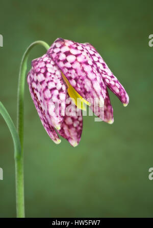 Testa di serpenti Fritillary. Foto Stock