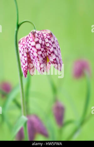 Testa di serpenti Fritillary. Foto Stock