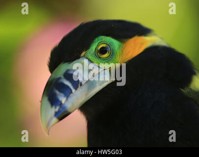 Spot-fatturati Toucanet Foto Stock