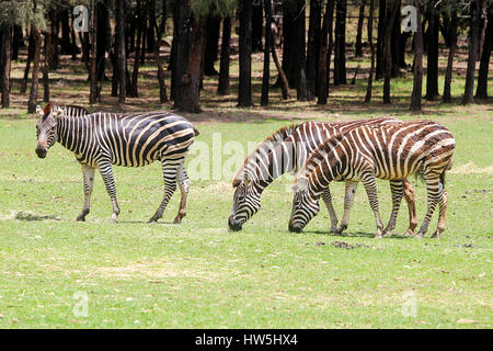 DUBBO, Australia - Gennaio 4, 2017: pianure zebre da Taronga Western Plains Zoo a Dubbo. Questo zoo è stato aperto a 1977 e ora hanno più di 97 Foto Stock