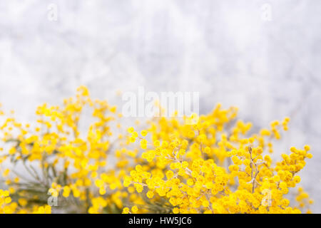 Il ramo con fiori mimosa su sfondo chiaro Foto Stock