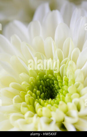 Chiusura del singolo crisantemo bianco fiore di testa. Foto Stock