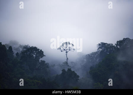 Unico albero è ancora da liquidare gli altri alberi della giungla che intorno con la nebbia. Foto Stock