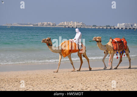 A dorso di cammello sulla spiaggia di Marina di Dubai - grande destinazione di viaggio Foto Stock