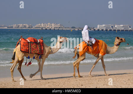 A dorso di cammello sulla spiaggia di Marina di Dubai - grande destinazione di viaggio Foto Stock