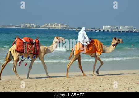 A dorso di cammello sulla spiaggia di Marina di Dubai - grande destinazione di viaggio Foto Stock