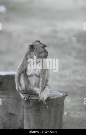 Scimmia grigia lunga coda Macaca fascicularis Foto Stock