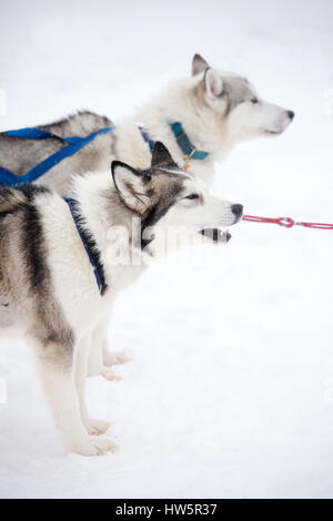 Huskies appoggiata all'aperto prima di sled ride Foto Stock