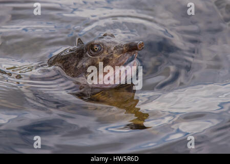 Florida Softshell Turtle fa capolino la sua testa fuori dall'acqua Foto Stock