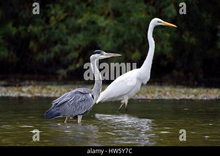 Francia, Doubs, Brognard, area naturale di Allan, Airone bianco maggiore (Ardea alba), Airone cinerino (Ardea cinerea), waders a caccia di giovane Foto Stock