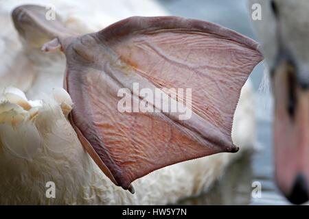 Francia, Doubs, area naturale di Allan, Brognard, cigno (Cygnus olor), piede a gambo Foto Stock