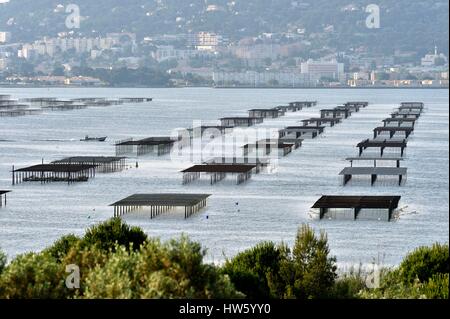 Francia, Herault, Bouzigues, Thau, allevamento in sospensione su funi in oyster park Foto Stock