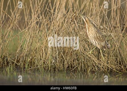 Francia, Seine Maritime, il tarabuso, (Botaurus stellaris) Foto Stock