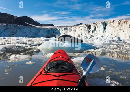 Norvegia Isole Svalbard, Spitzberg, isfjorden, guarnizione Barbuto (Erignathus barbatus) Foto Stock