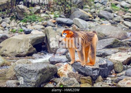 Cina, provincia di Shaanxi, Qinling Mountains, Golden rampognare-annusò scimmia (Rhinopithecus roxellana), maschio adulto Foto Stock