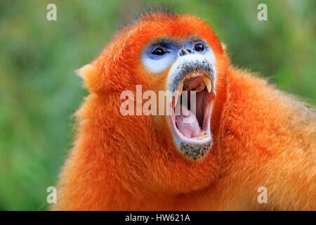 Cina, provincia di Shaanxi, Qinling Mountains, Golden rampognare-annusò scimmia (Rhinopithecus roxellana), maschio adulto Foto Stock