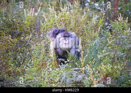 La Cina, nella provincia dello Yunnan, Yunnan rampognare-annusò scimmia (Rhinopithecus bieti), maschio adulto Foto Stock