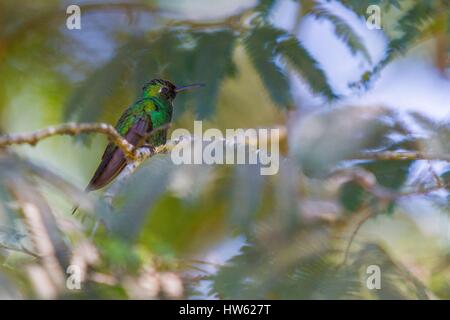 Cuba, Cienfuegos province, Cienfuegos, la riserva di Laguna de Guanaroca, Colibri Foto Stock