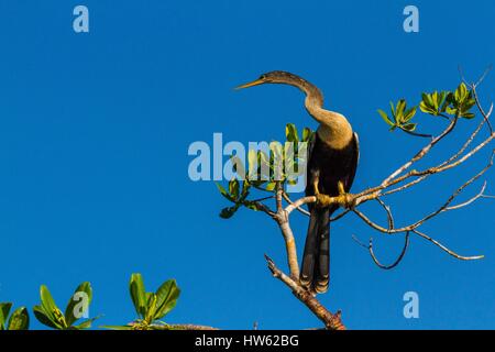 Cuba, Cienfuegos province, Cienfuegos, la riserva di Laguna de Guanaroca, snake bird, anhinga (Anhinga anhinga) Foto Stock