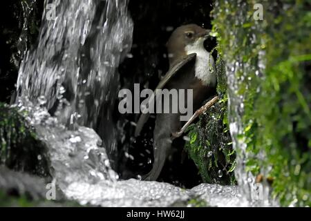 Francia, Doubs, la valle Doue, bilanciere (Cinclus cinclus), alimentazione di pulcini nel nido Foto Stock