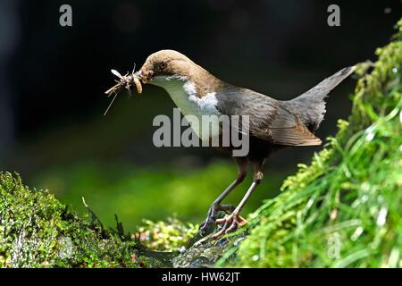 Francia, Doubs, la valle Doue, bilanciere (Cinclus cinclus), foraggio per i pulcini nel nido Foto Stock