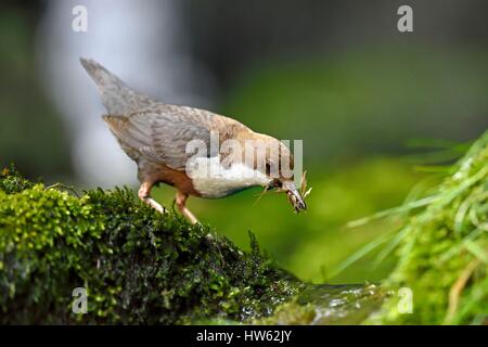 Francia, Doubs, la valle Doue, bilanciere (Cinclus cinclus), foraggio per i pulcini nel nido Foto Stock