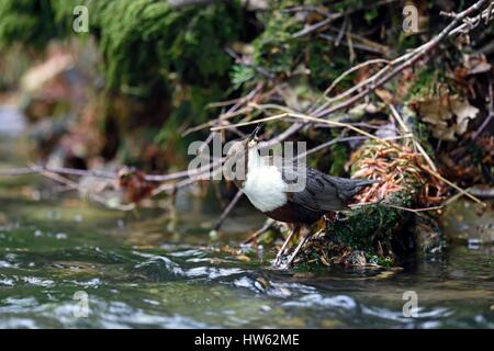 Francia, Doubs, la valle Doue, bilanciere (Cinclus cinclus), foraggio per i pulcini nel nido Foto Stock