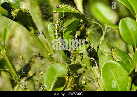 Francia, Morbihan, Lepidoptera, Crambidae, albero scatola di Tarma (Cydalima perspectalis), Caterpillar Foto Stock