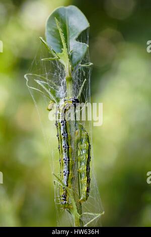 Francia, Morbihan, Lepidoptera, Crambidae, albero scatola di Tarma (Cydalima perspectalis), Caterpillar Foto Stock