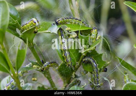 Francia, Morbihan, Lepidoptera, Crambidae, albero scatola di Tarma (Cydalima perspectalis), Caterpillar Foto Stock