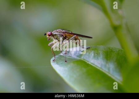 Francia, Morbihan, Diptera, Scatophagidae, comune sterco giallo fly (Scatophaga stercoraria) Foto Stock