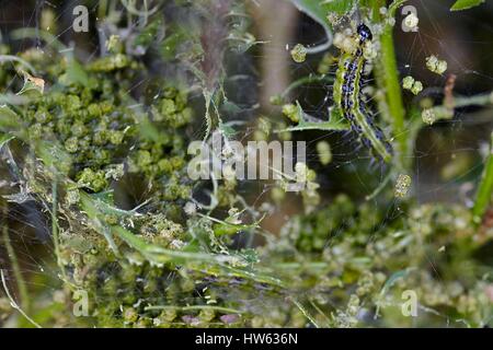 Francia, Morbihan, Lepidoptera, Crambidae, albero scatola di Tarma (Cydalima perspectalis), Caterpillar Foto Stock