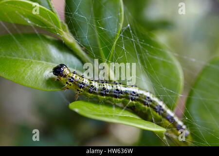 Francia, Morbihan, Lepidoptera, Crambidae, albero scatola di Tarma (Cydalima perspectalis), Caterpillar Foto Stock