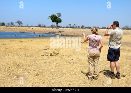 Lo Zimbabwe, Matabeleland North Provincia, Parco Nazionale di Hwange, turisti guardando un gruppo di chacma babbuini (Papio ursinus) intorno a un laghetto nella savana Foto Stock