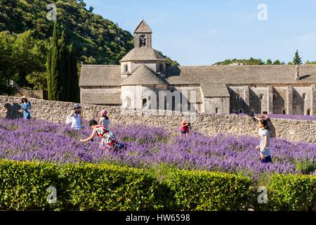 Francia, Vaucluse, comune di Gordes, campo di lavanda di fronte all'abbazia di Notre Dame de Senanque del XII secolo Foto Stock