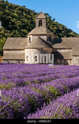 Francia, Vaucluse, comune di Gordes, campo di lavanda di fronte all'abbazia di Notre Dame de Senanque del XII secolo Foto Stock