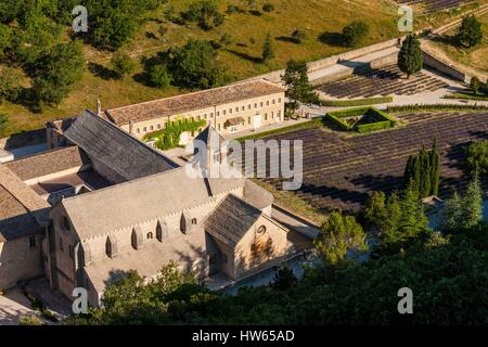 Francia, Vaucluse, comune di Gordes, campo di lavanda di fronte all'abbazia di Notre Dame de Senanque del XII secolo Foto Stock