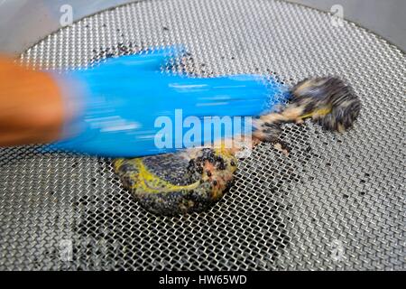 Francia, Gironde, Bassin d'Arcachon, Biganos, caviale de France, produttore di caviale Foto Stock