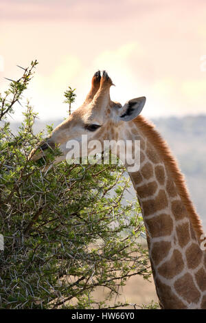 Giraffa meridionale di mangiare, Giraffa Giraffa, Sud Africa Foto Stock
