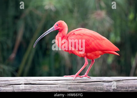 Scarlet Ibis, uccello adulto, vista laterale, Eudocimus ruber, un colorato ibis dal Sud America Foto Stock