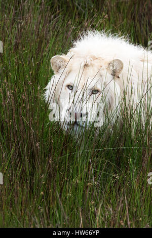 White Lion, Sud Africa, ( Panthera Leo Krugeri ); Tenikwa Wildlife consapevolezza, centro di Plettenberg Bay in Sud Africa Foto Stock