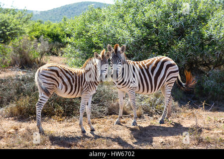 Zebre - Coppia di zebre, pianure zebra, Equus quagga - concetto di amore animale, animali in amore; Sud Africa Foto Stock